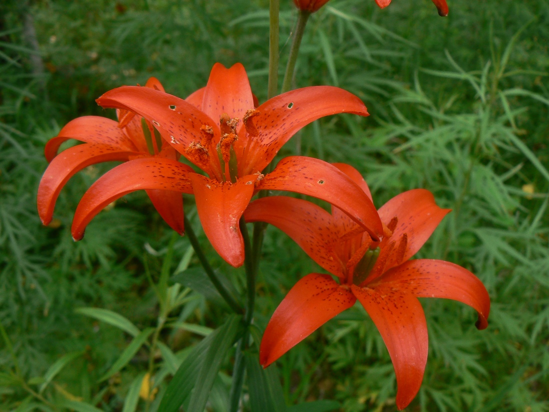 Изображение особи Lilium buschianum.