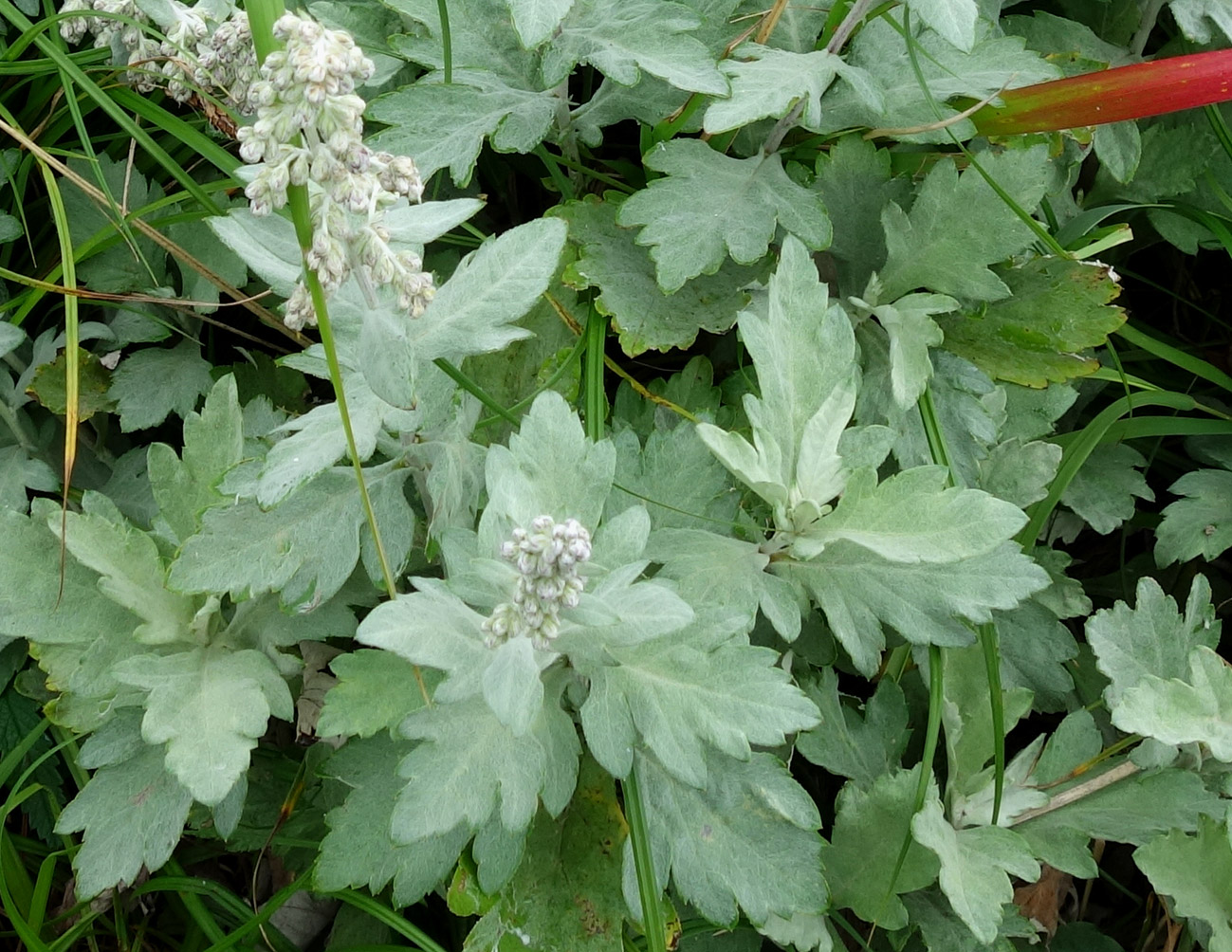 Image of Artemisia koidzumii specimen.