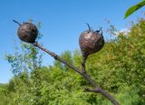 Mespilus germanica. Верхушка веточки с мумифицированными прошлогодними плодами. Краснодарский край, м/о г. Геленджик, хр. Маркотх, гора Иорданова, ≈ 650 м н.у.м., опушка широколиственного леса. 21.05.2016.