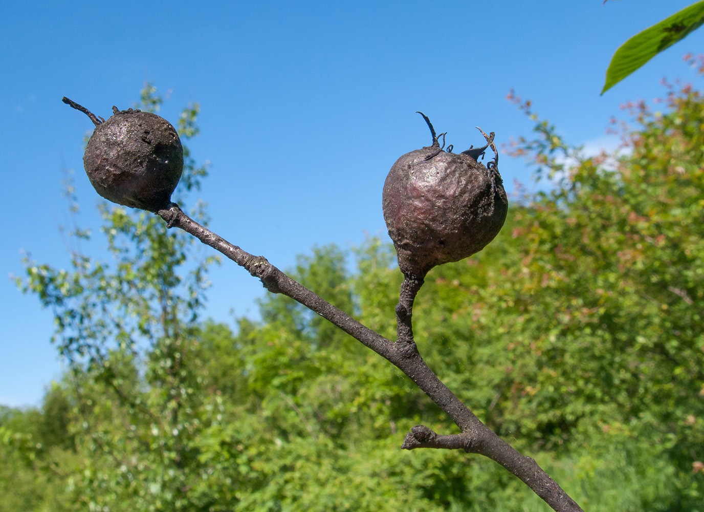 Image of Mespilus germanica specimen.