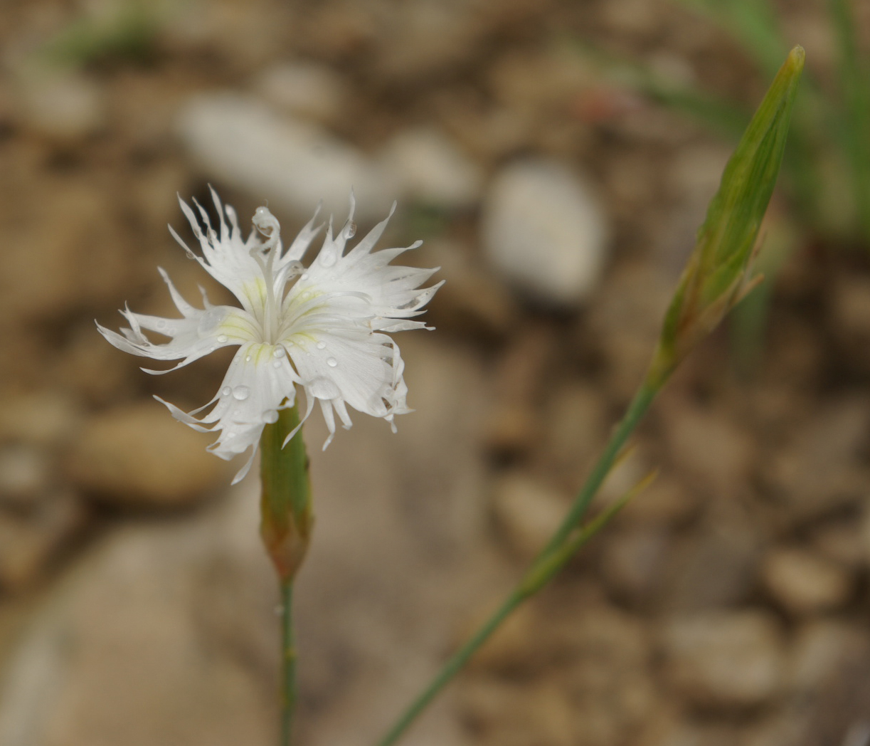 Image of Dianthus awaricus specimen.