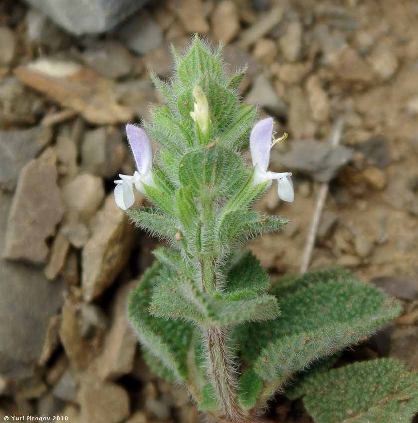 Image of Salvia viridis specimen.