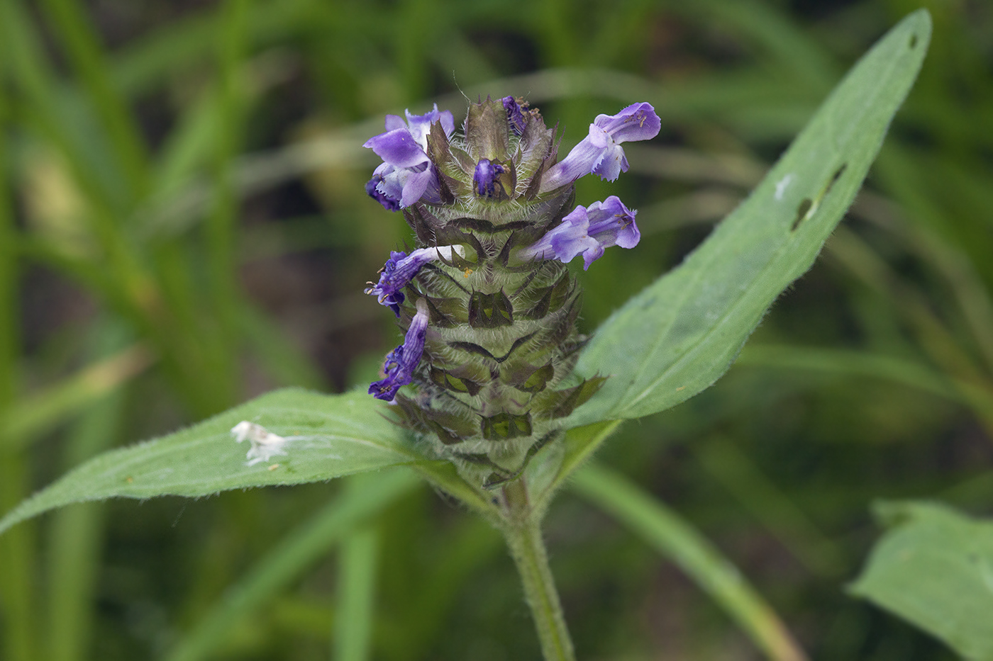 Image of Prunella japonica specimen.