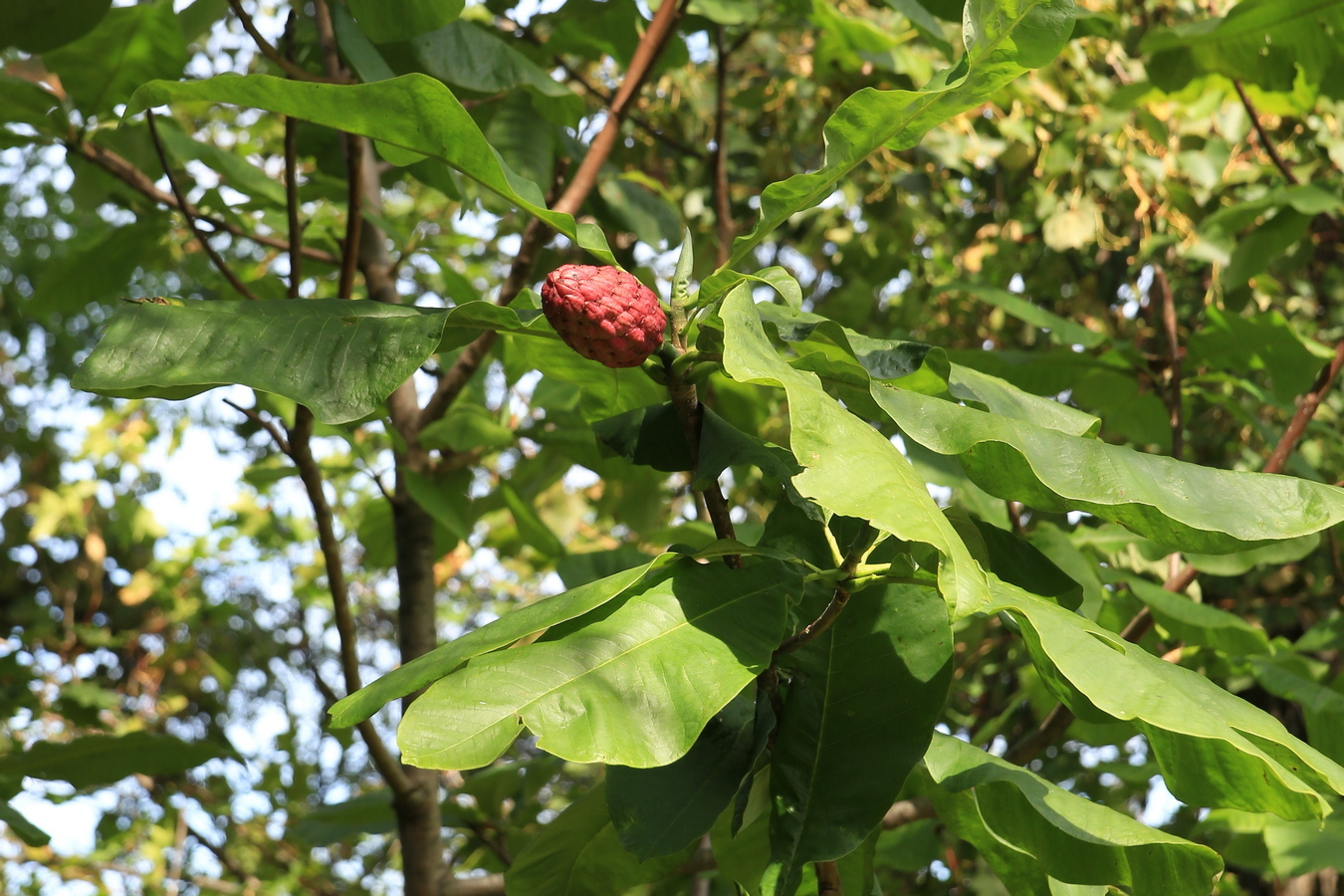 Image of Magnolia tripetala specimen.