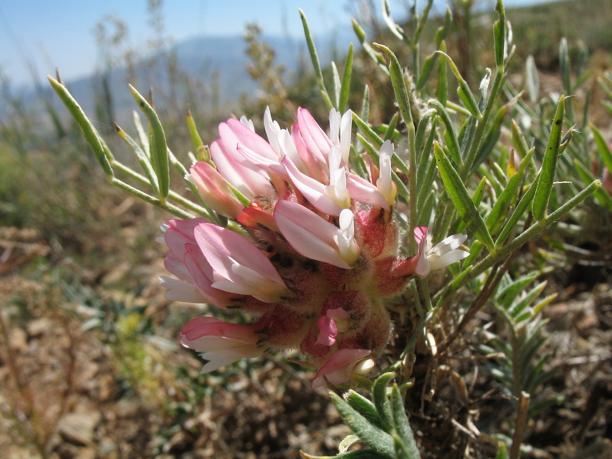 Изображение особи Astragalus inaequalifolius.