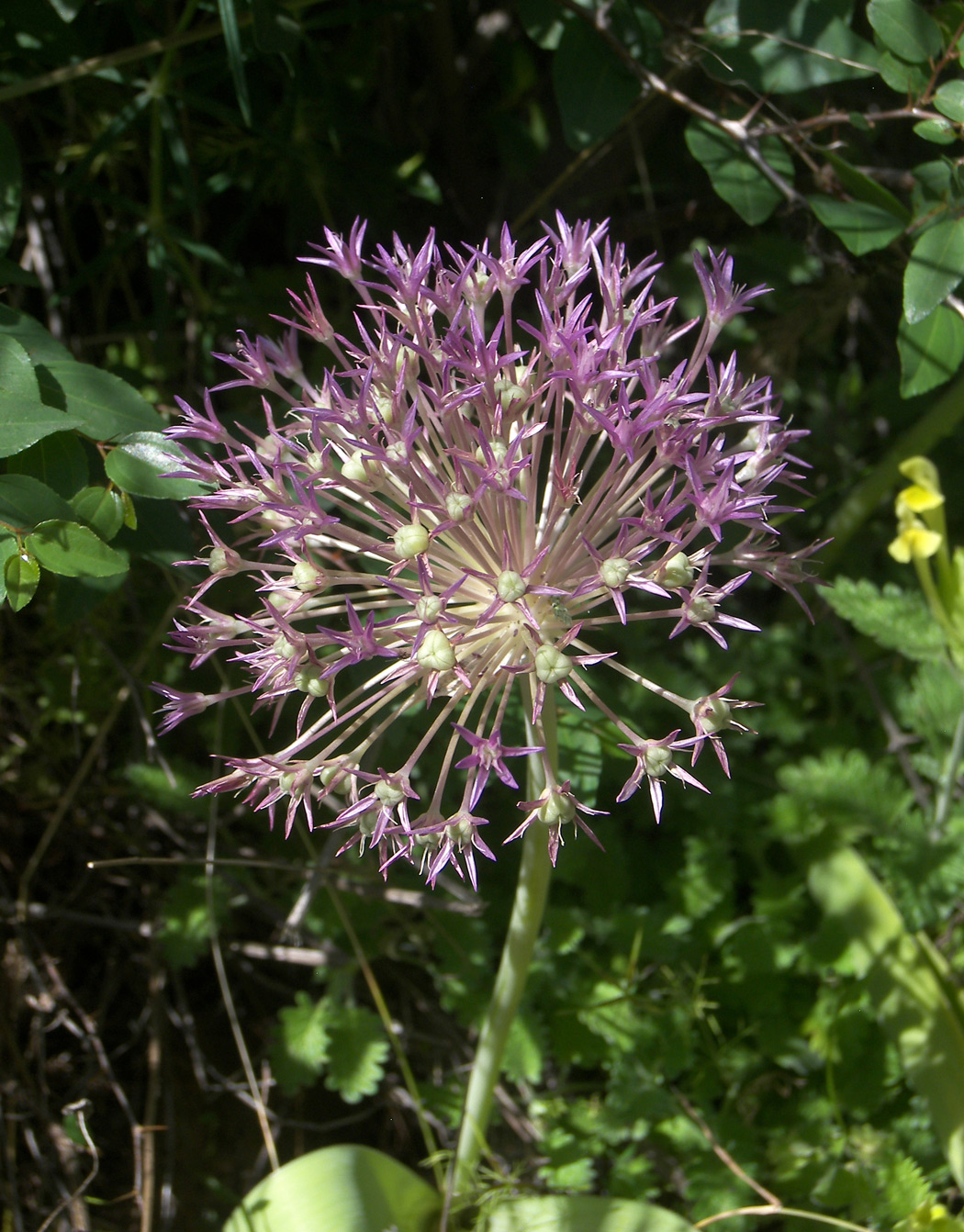 Image of Allium materculae specimen.