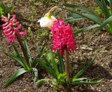 Hyacinthus orientalis