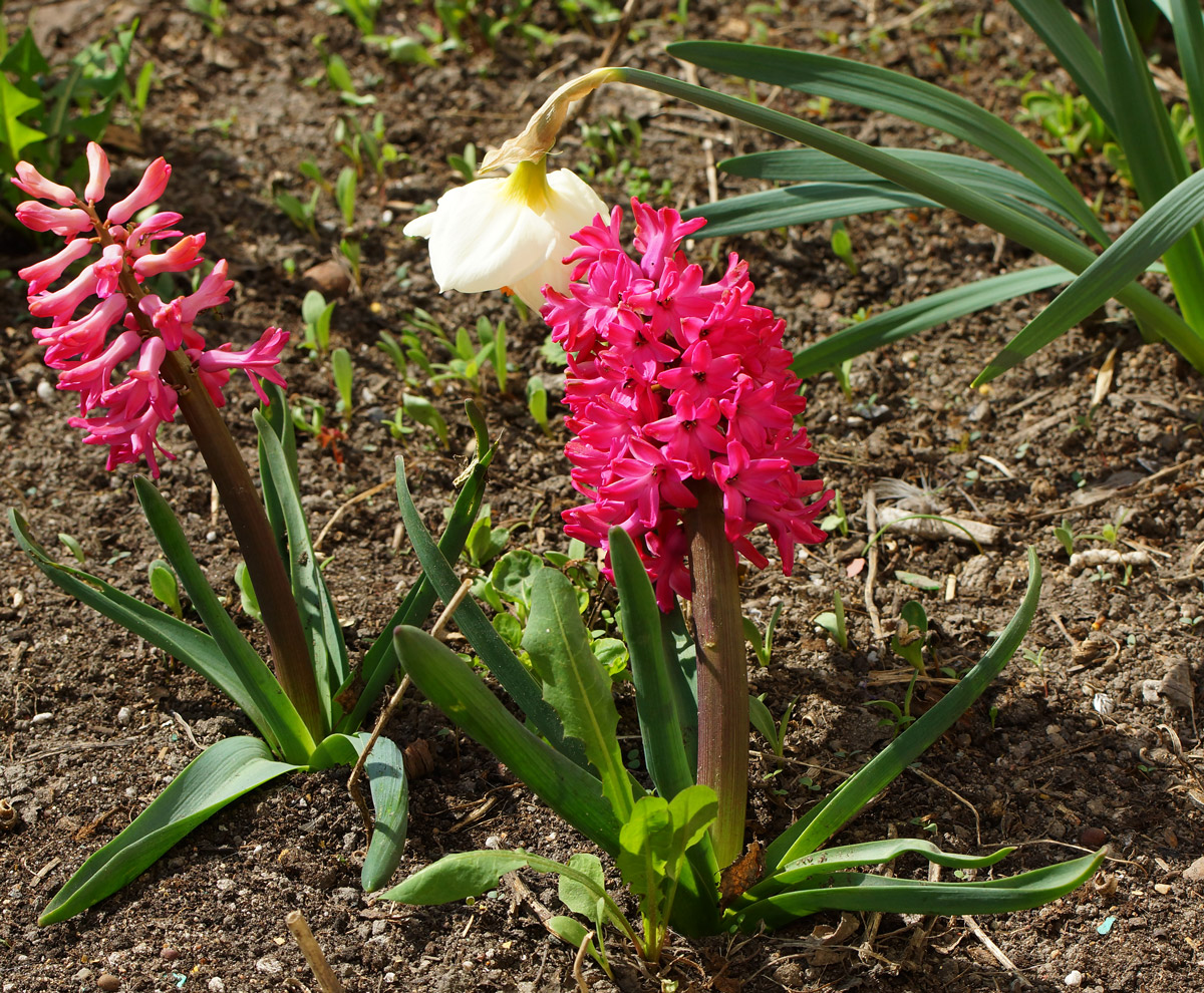 Image of Hyacinthus orientalis specimen.