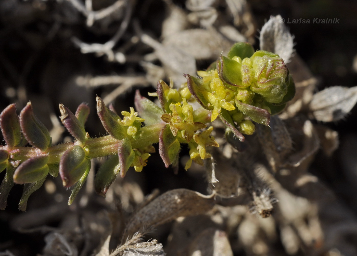 Image of Cruciata taurica specimen.