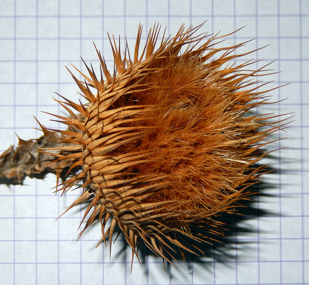 Image of Onopordum acanthium specimen.