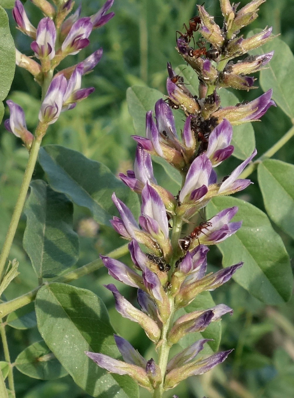 Изображение особи Glycyrrhiza shiheziensis.