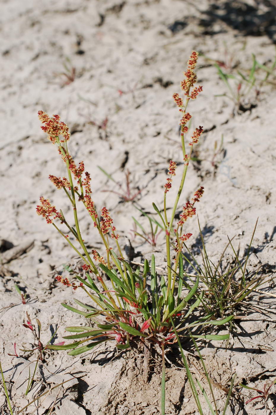 Изображение особи Rumex beringensis.