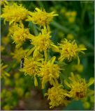 Solidago gigantea