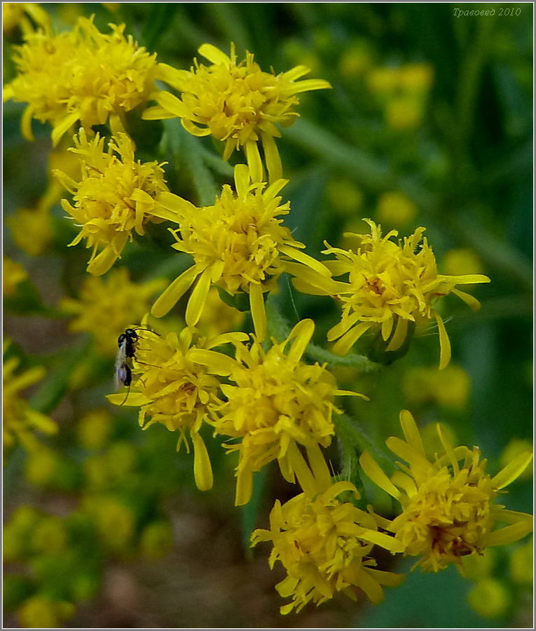 Изображение особи Solidago gigantea.