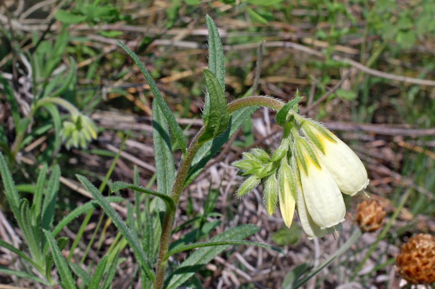 Image of Onosma simplicissima specimen.