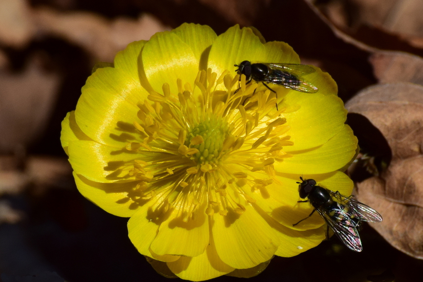 Image of Adonis amurensis specimen.