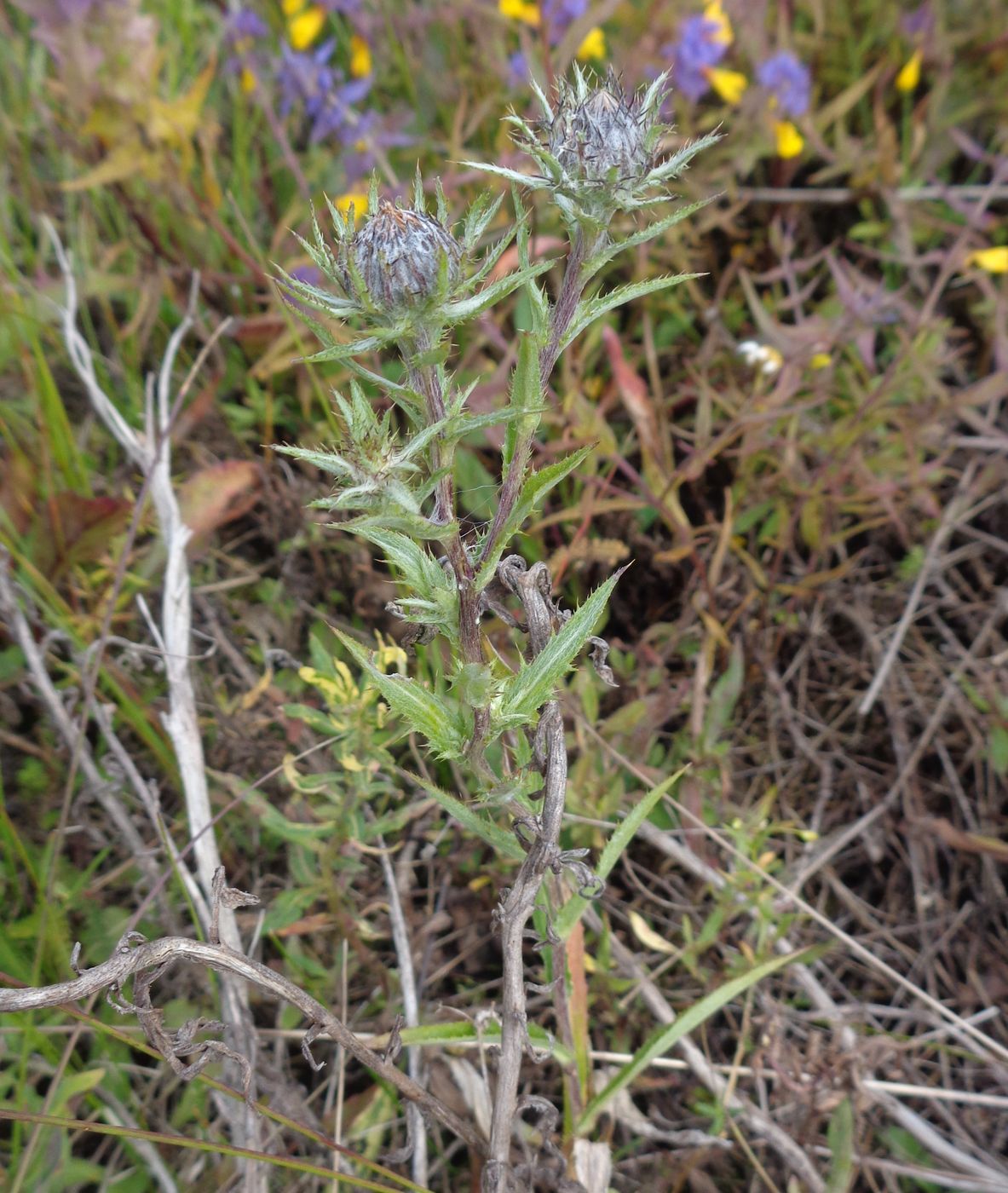 Изображение особи Carlina fennica.