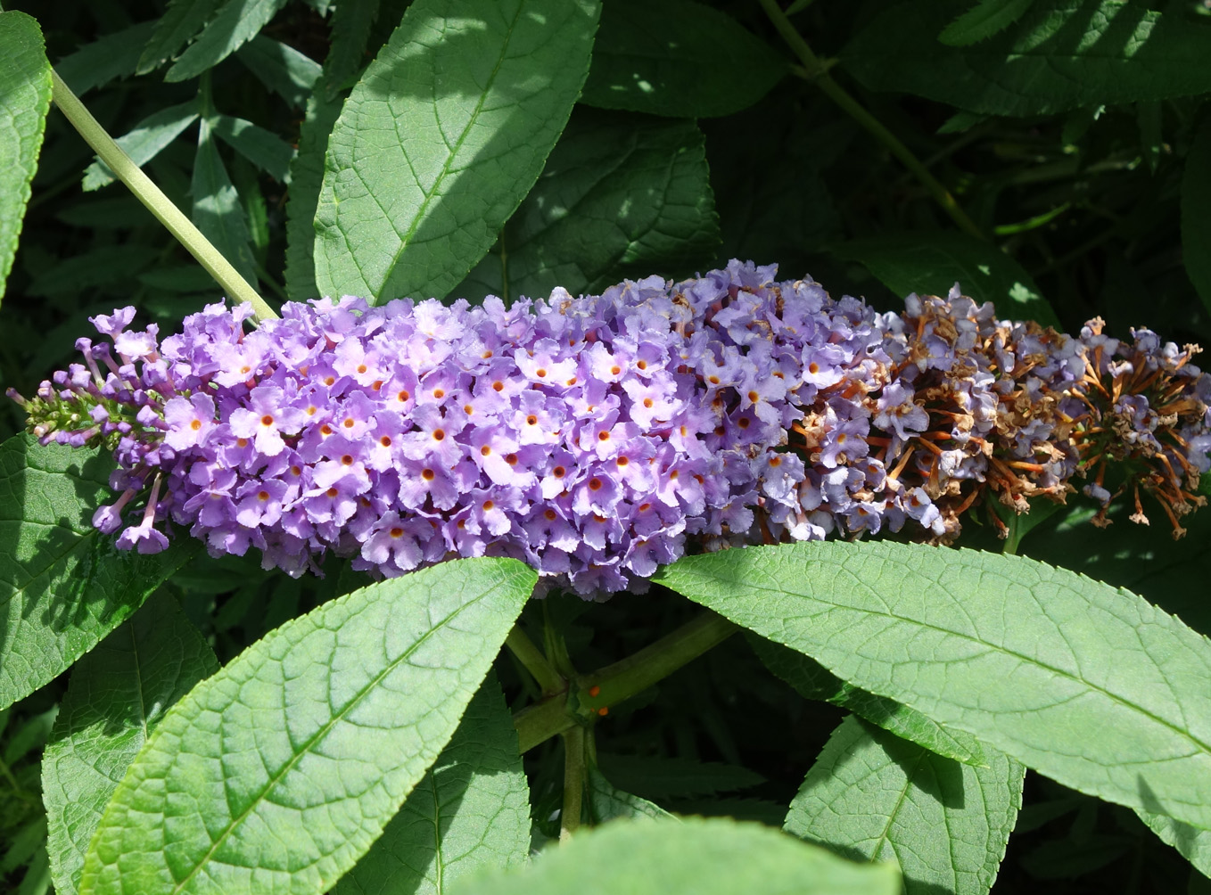 Изображение особи Buddleja davidii.