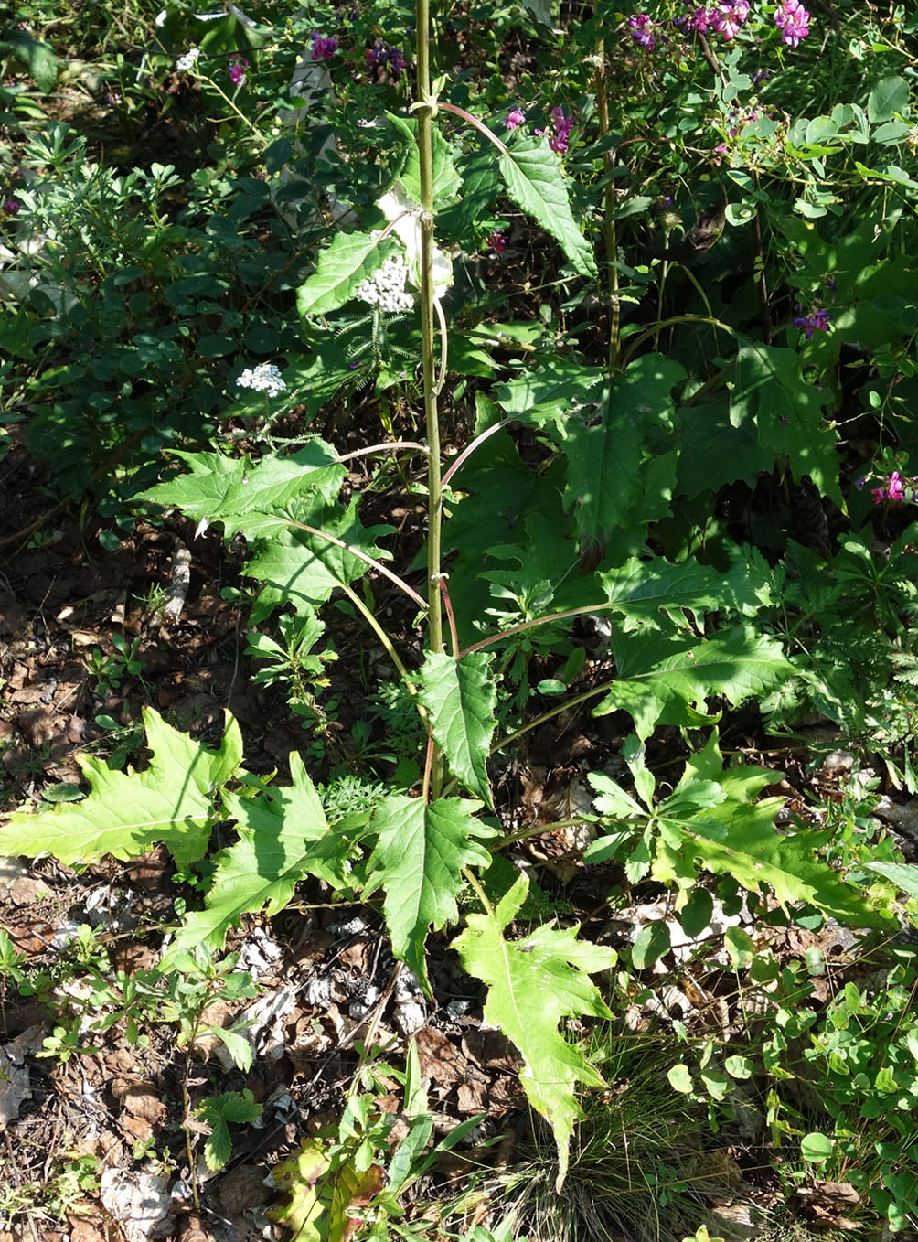 Изображение особи Synurus deltoides.