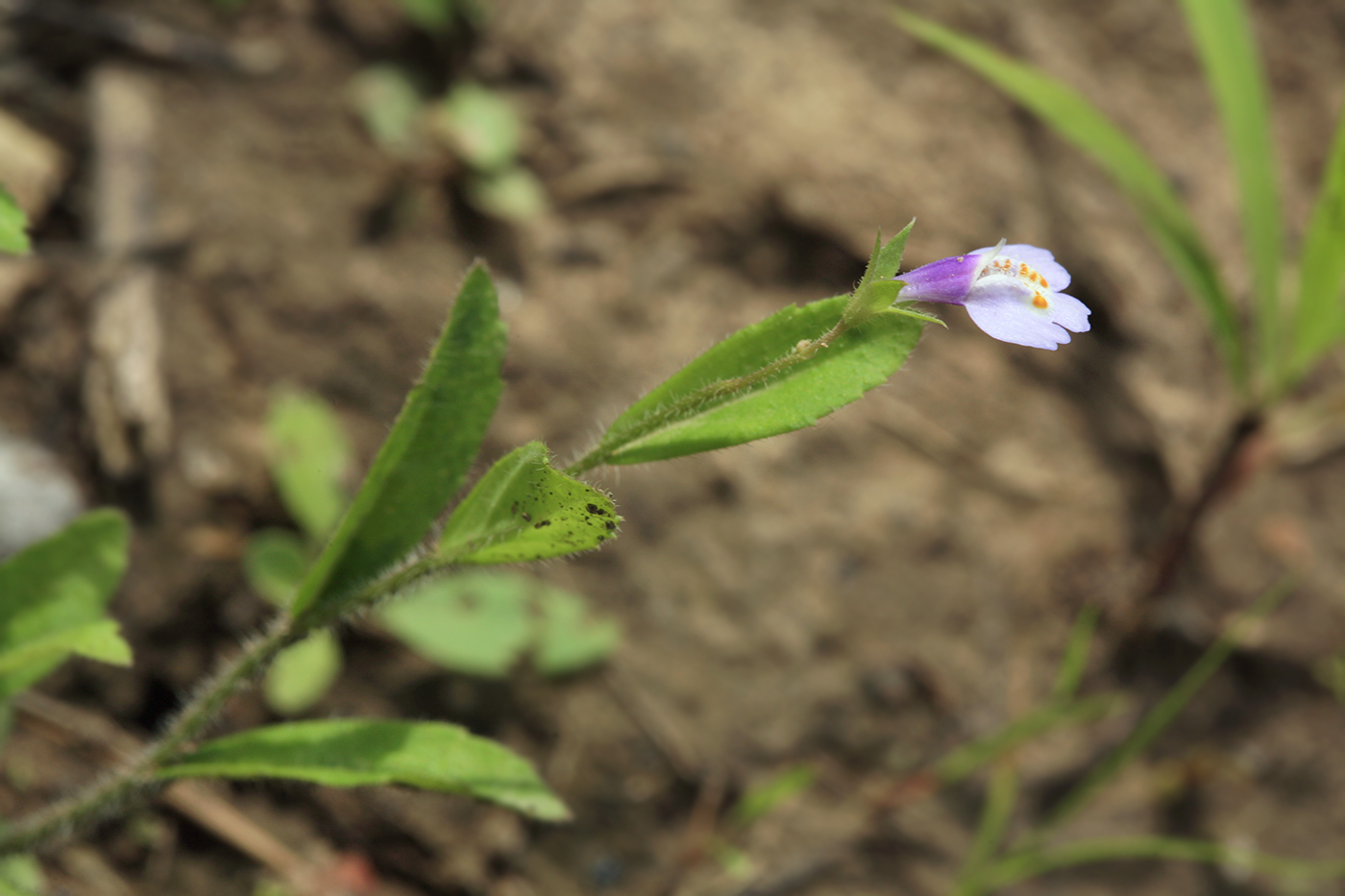 Image of Mazus pumilus specimen.