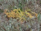 Ferula euxina. Прегенеративное растение, увядающее в конце вегетации. Крым, Керченский п-ов, окр. с. Бондаренково, степь. 25 мая 2020 г.