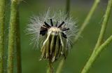 genus Pilosella
