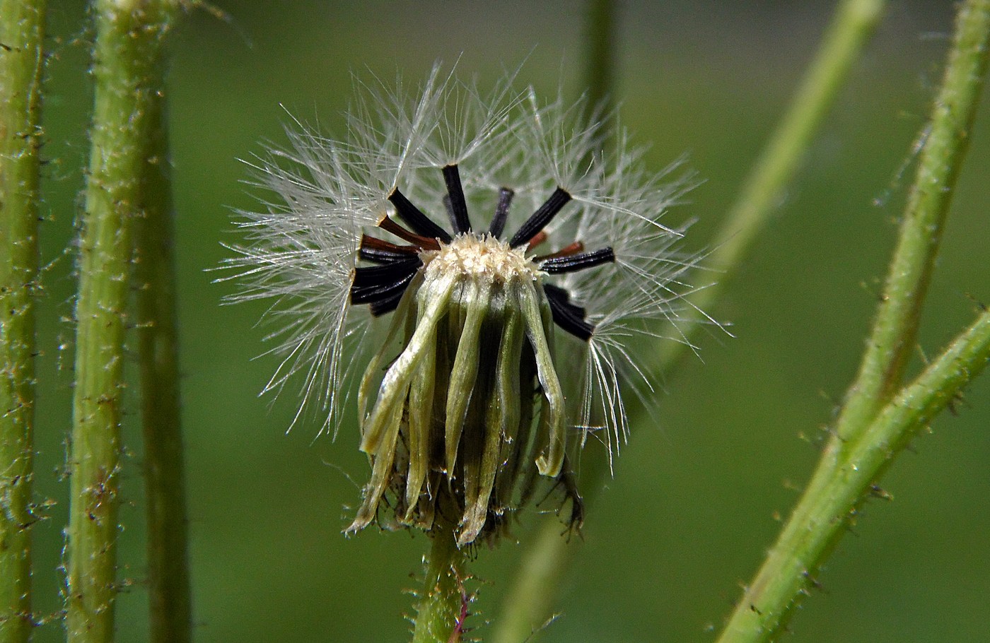 Image of genus Pilosella specimen.