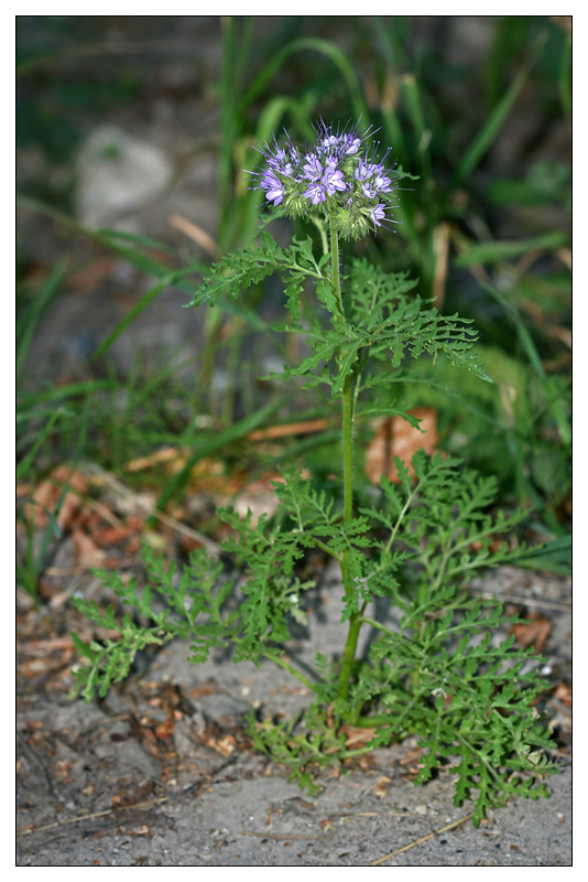 Image of Phacelia tanacetifolia specimen.
