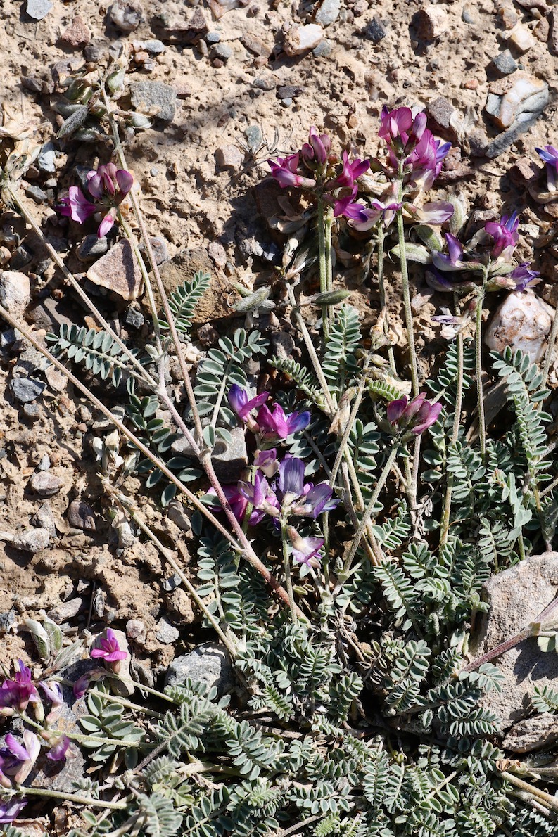 Image of Astragalus kuschakewiczii specimen.