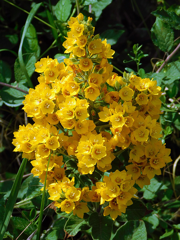 Image of Lysimachia verticillaris specimen.