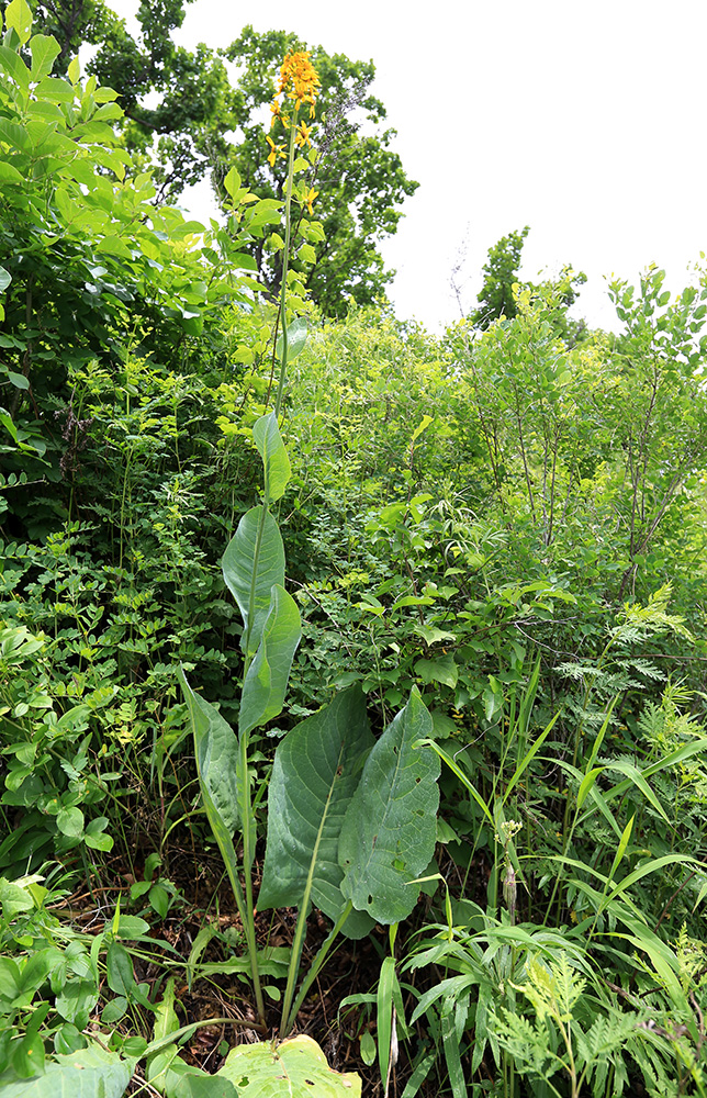 Image of Ligularia schmidtii specimen.
