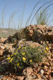 Helianthemum songaricum. Цветущее растение (на заднем плане - побеги Stipa). Таджикистан, Согдийская обл., Исфара, глинисто-щебнистый адыр. 8 мая 2019 г.