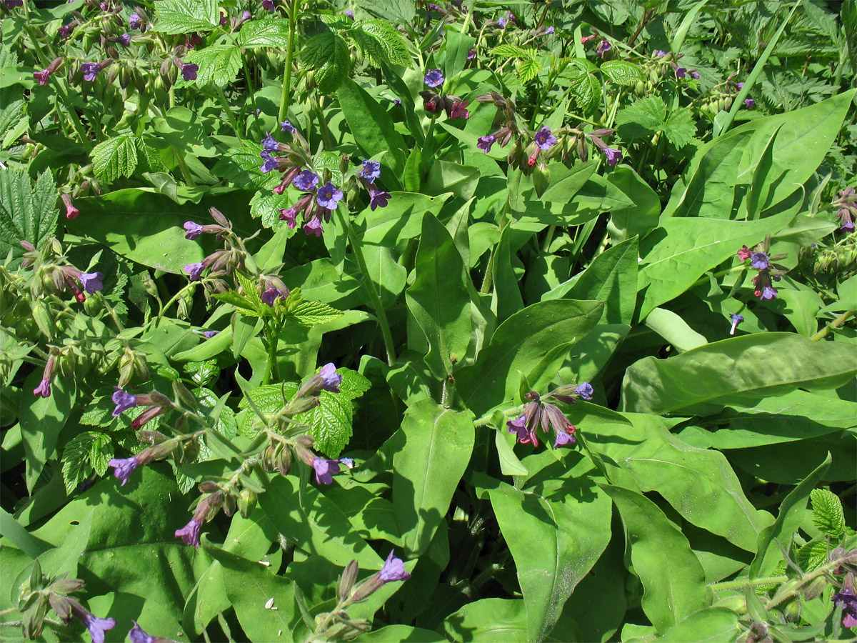 Изображение особи Pulmonaria mollis.