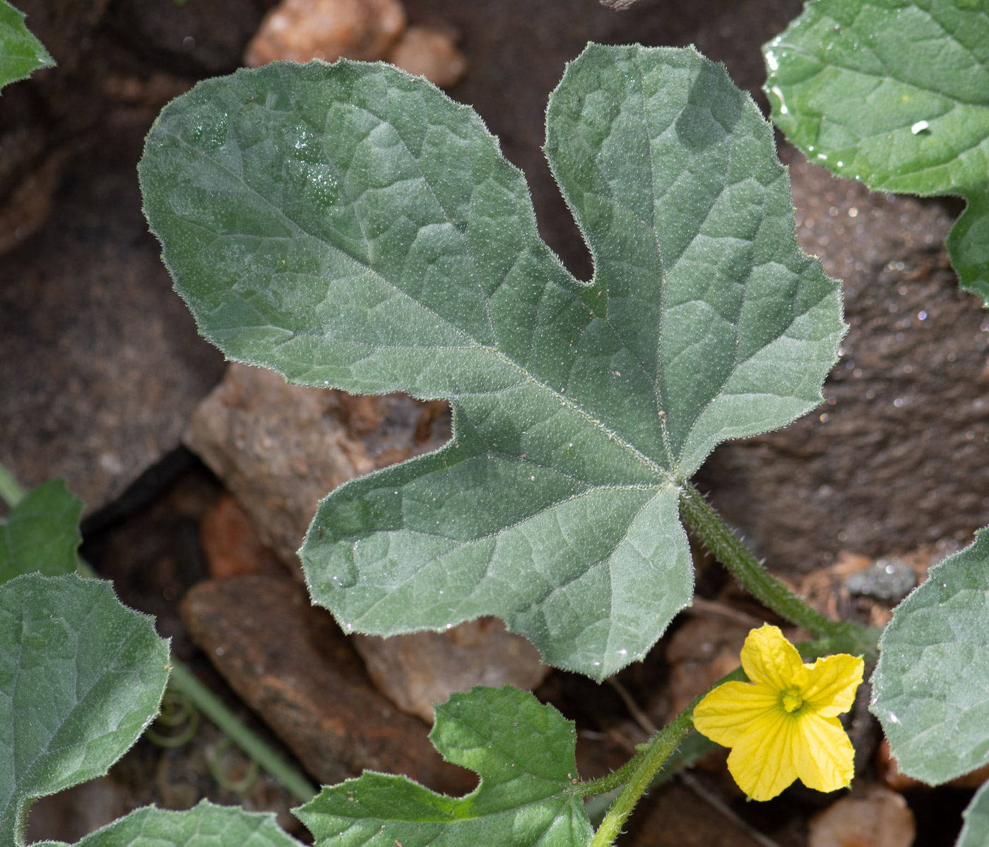 Изображение особи Cucumis meeusei.