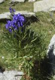 Aconitum napellus ssp. vulgare