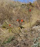 Rosa pygmaea