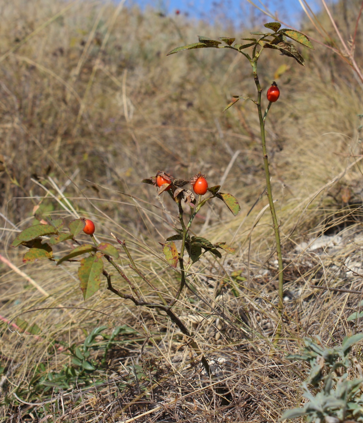 Изображение особи Rosa pygmaea.