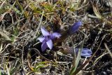 Gentianella biebersteinii