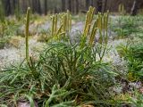 Diphasiastrum complanatum. Спороносящее растение в сообществе с Cladonia rangiferina. Тверская обл., Кимрский р-н, окр. дер. Бурцево, небольшая поляна в сосновом бору. 01.08.2020.