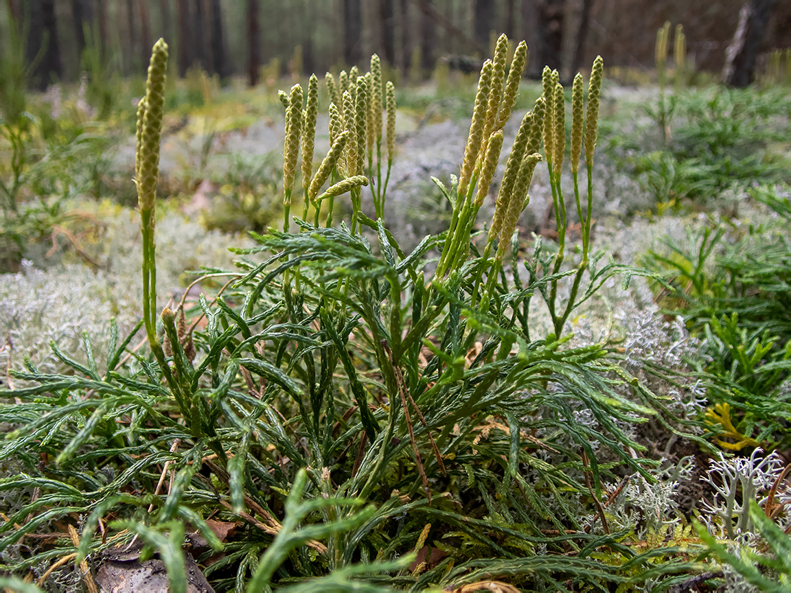 Image of Diphasiastrum complanatum specimen.