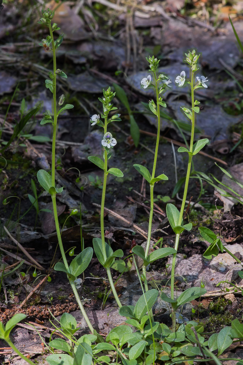 Image of Veronica serpyllifolia specimen.