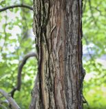 Crataegus almaatensis