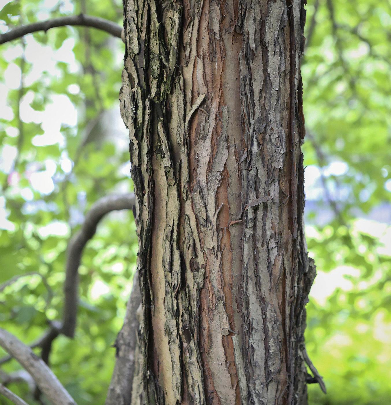 Изображение особи Crataegus almaatensis.