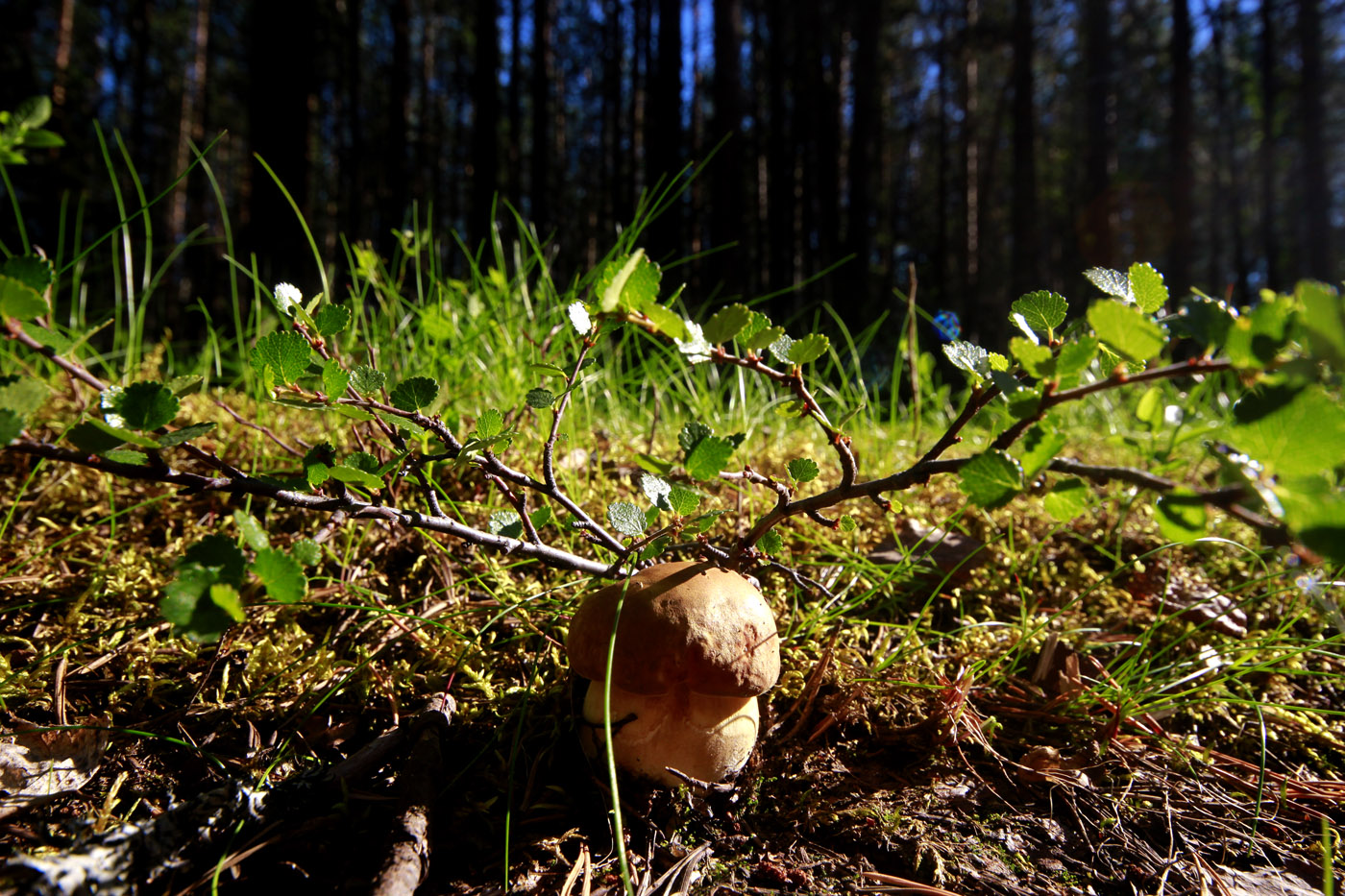 Изображение особи Betula nana.