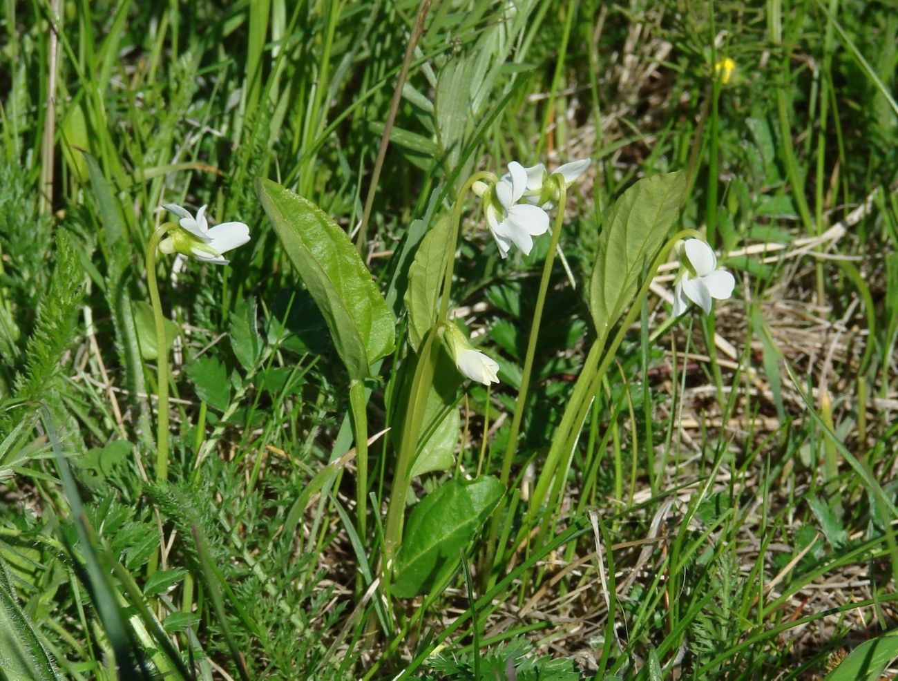 Изображение особи Viola patrinii.