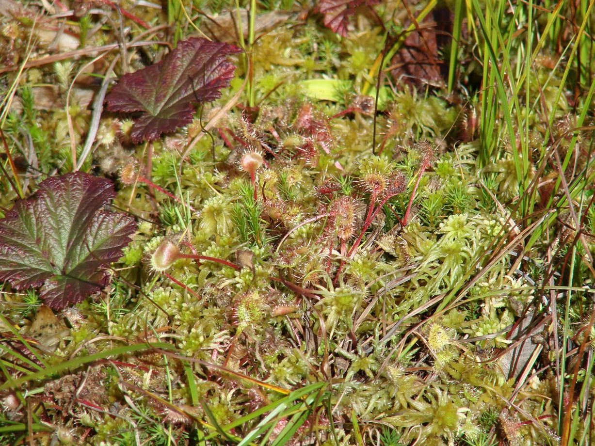 Изображение особи Drosera rotundifolia.