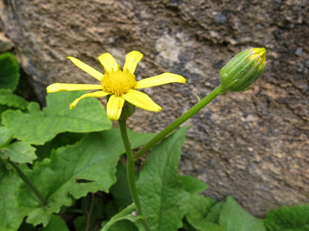 Изображение особи Senecio olgae.