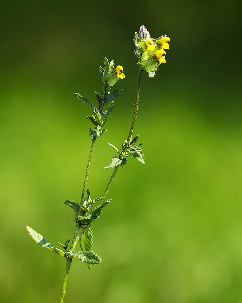 Изображение особи Rhinanthus minor.