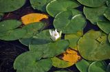 Nymphaea alba