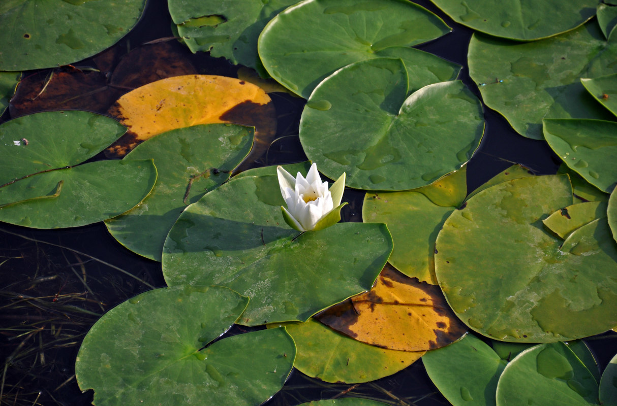 Изображение особи Nymphaea alba.